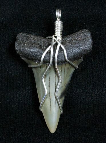 Wire Wrapped Fossil Mako Tooth Pendant #3891
